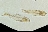 Trio of Fossil Fish (Knightia) - Green River Formation #126532-2